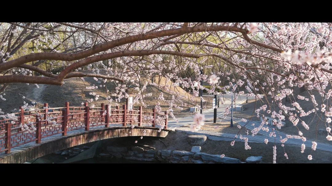 1569-2-一乐-(当把圆明园春色拍出电影感)-0-20250320191044a56c24261.jpeg