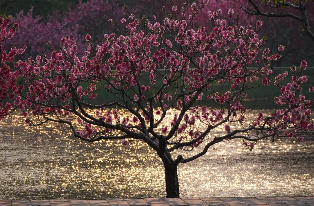 1774-169-李先生-(满园的花儿为谁开)-0-2025041509351347d963938.jpeg