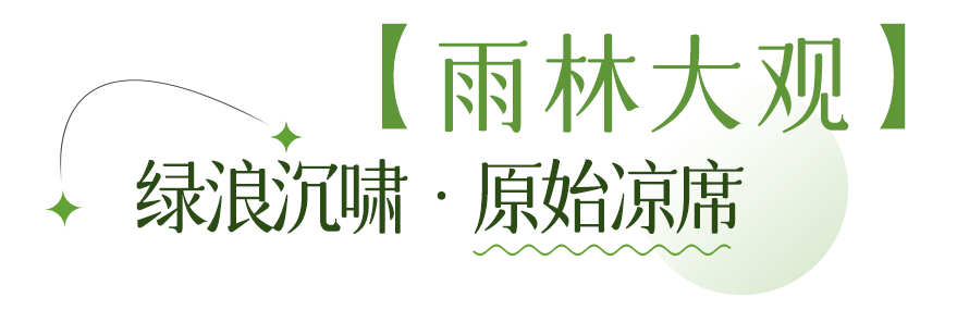 雨林大观.png