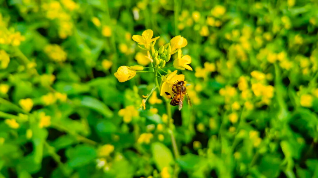 美爆了！南宁的油菜花开了，金灿灿的花海美到让人心醉，出片率100%，快去打卡！