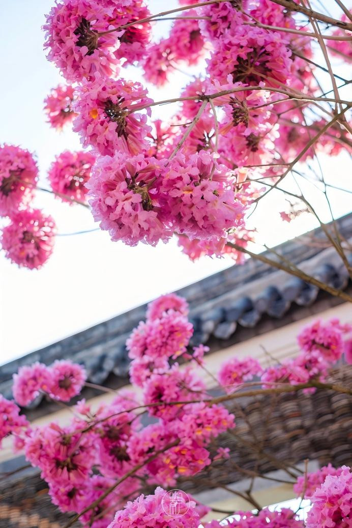 绝美！南宁粉紫色花海盛宴已上线，周末快去打卡！